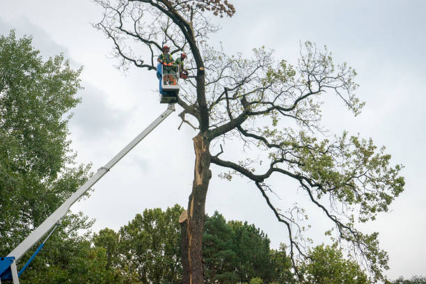 Professional  Tree Services in Brighton, MI